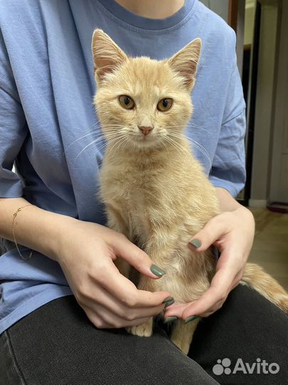 Кошка (девочка) в добрые руки