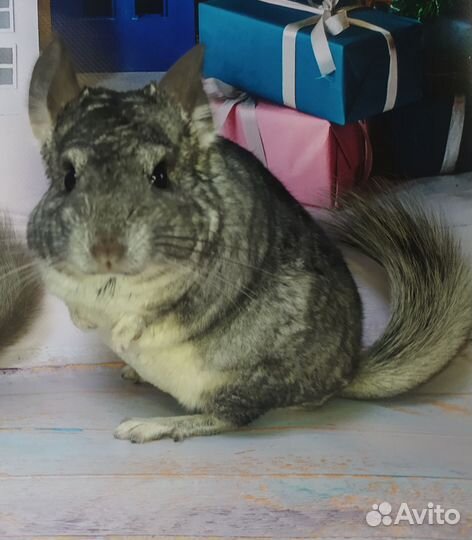 Шиншиллы самцы. До 16 месяцев