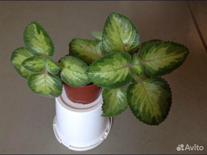 Сансевьера, герань, мята комнатная