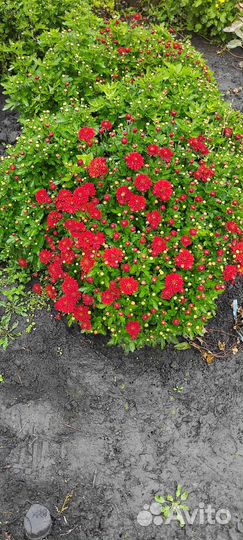 Хризантемы мультифлора куст