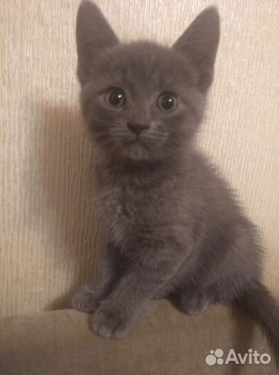 Отдам в добрые руки