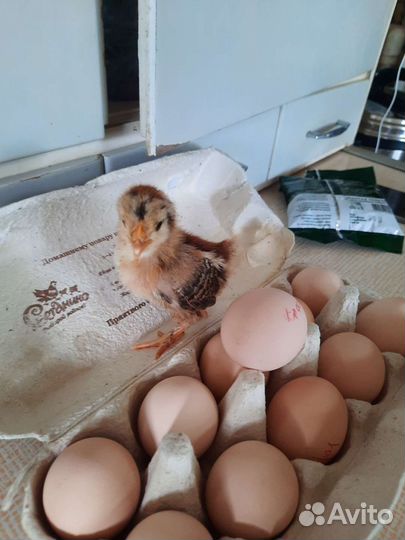 Инкубационное яйцо Паловское золото