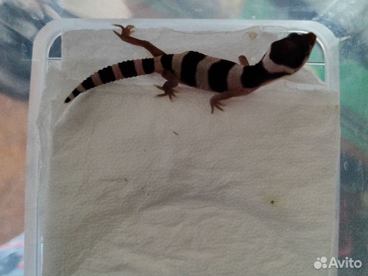 Геккон эублефар