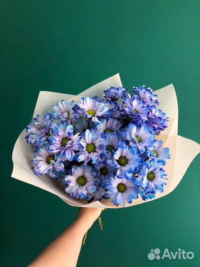 Радужная хризантема