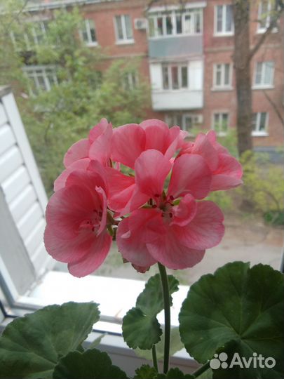 Герань розовая