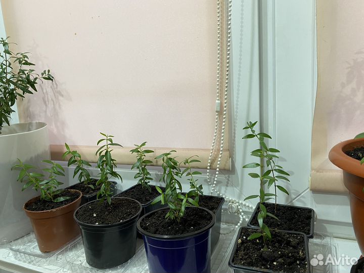 Комнатные цветы Мирт