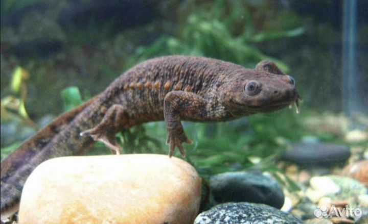 Тритон испанский