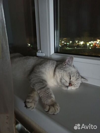 Шикарная кошка