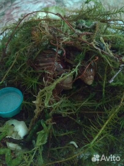 Улитки ахатины продам 1000