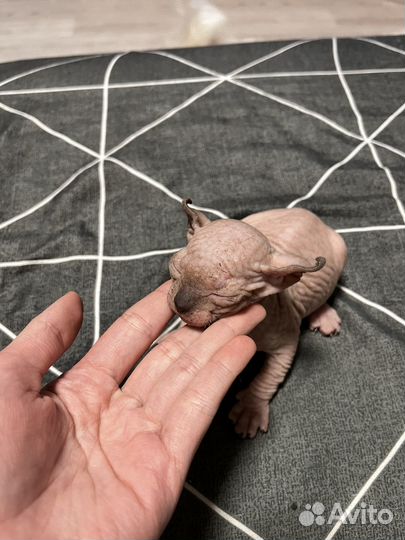 Котята Канадский сфинкс эльф