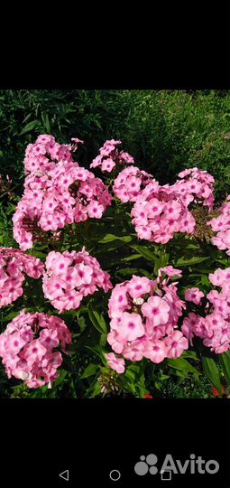 Седум, многолетняя садовая ромашка, флоксы