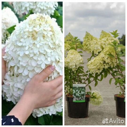 Гортензия метельчатая