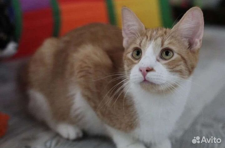 Рыжий котенок