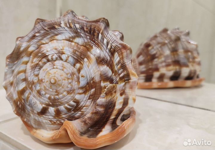 Морская раковина Красный ципрекассис