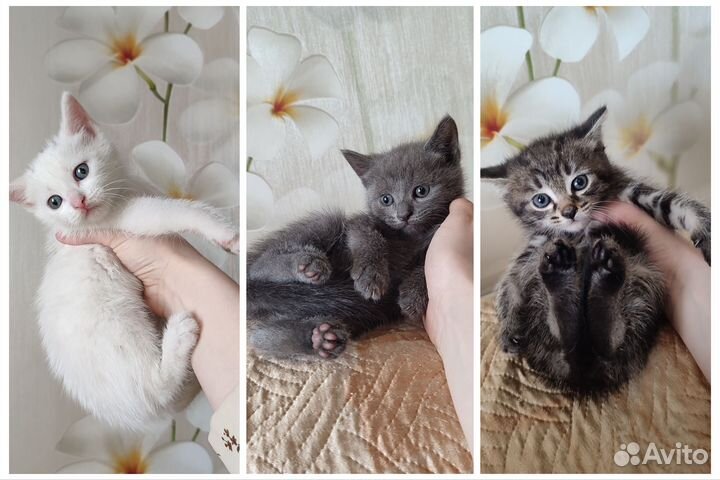 Котята в дар в добрые руки