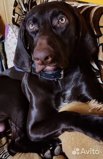 Курцхаар вязка