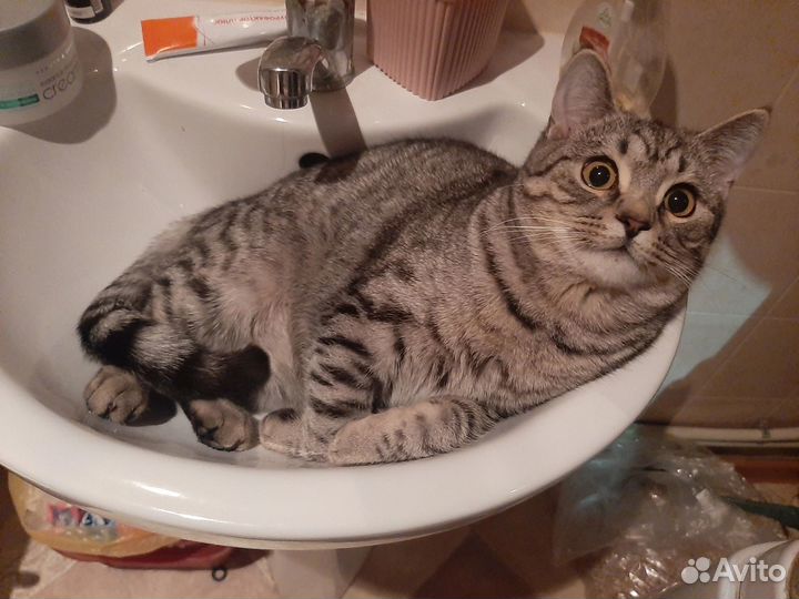 Отдам кота в добрые руки