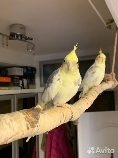 2 попугая с клеткой