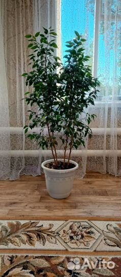 Комнатные растения цветы