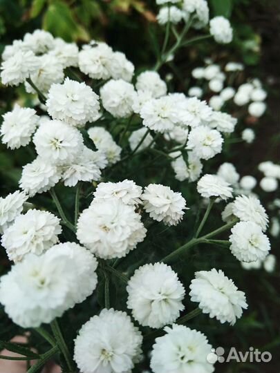 Тысячелистник Жемчужница