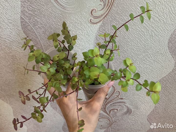 Эпипремнум, сциндапсус, каллизия, традесканция