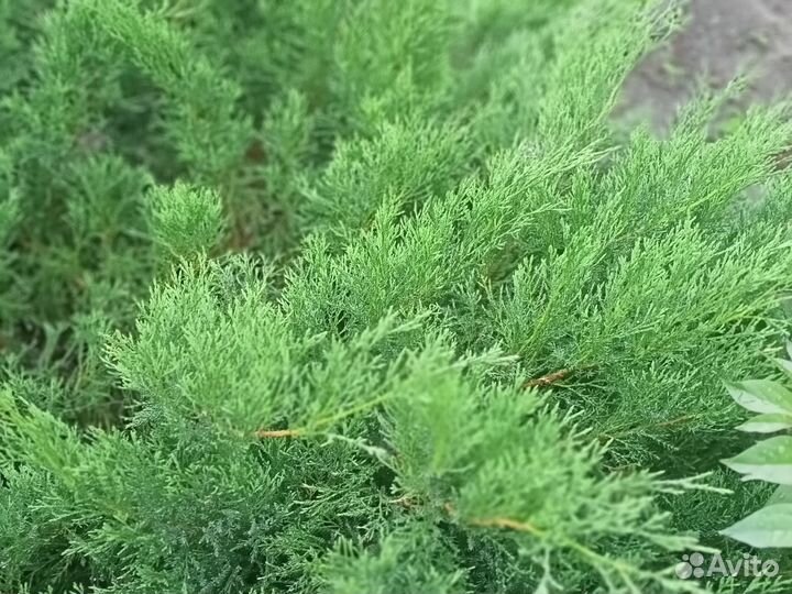 Можжевельник