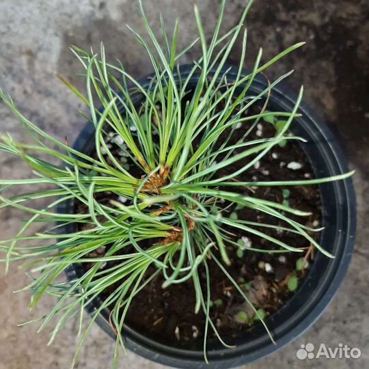 Саженцы хвойных деревьев