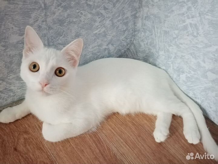 Кошка белая
