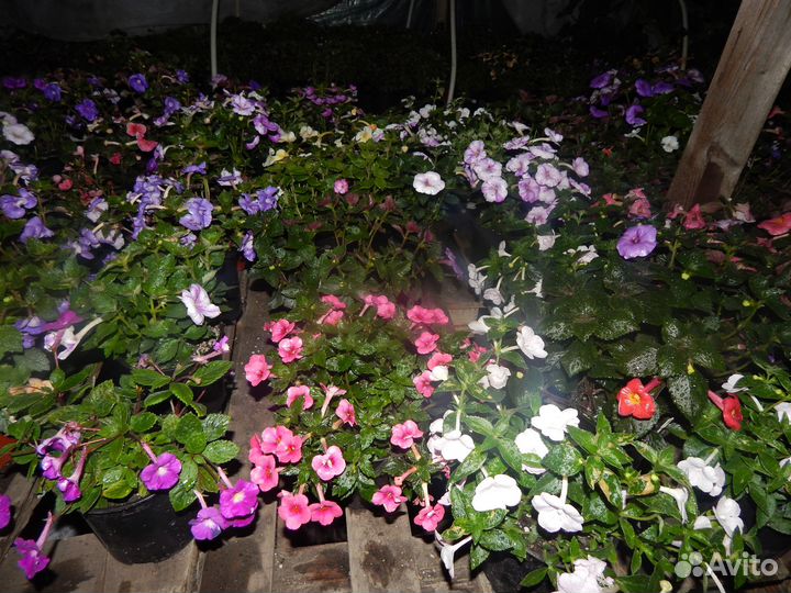 Ризомы сортовых ахименесов почтой