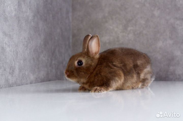 Декоративные карликовые кролики