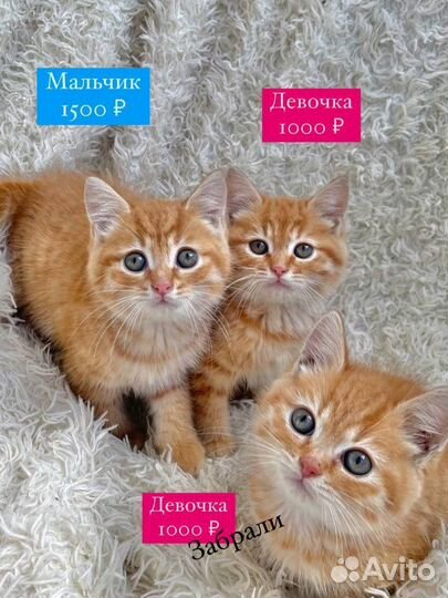 Котята шотландской кошки