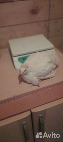 Яйцо инкубационное и перепела