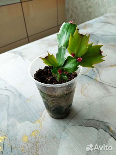 Комнатные цветы