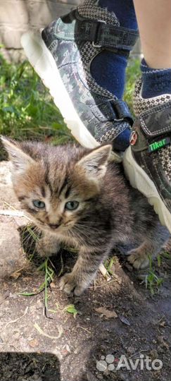 Выкинули малыша-помогите спасти. Возраст1-1,5мес