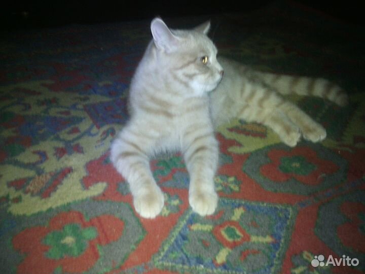 Кот для вязки