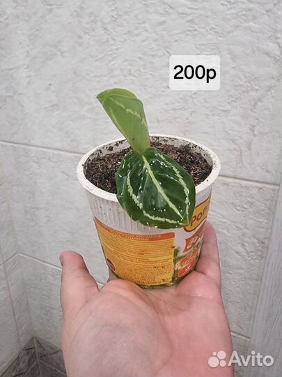 Калатея розеоптика грин