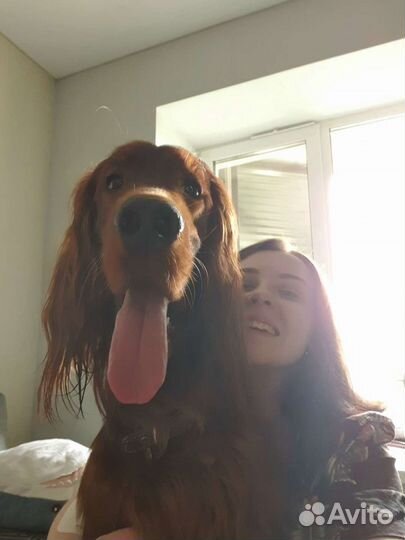 Догситтер / передержка собак, кошек, животных