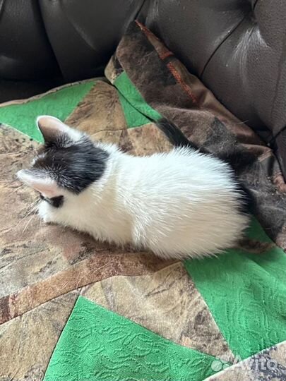 Котята 1,5 месяца