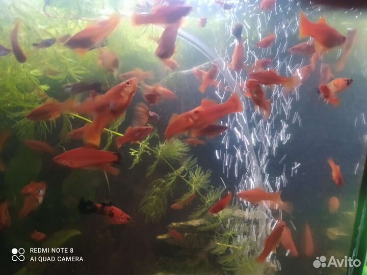 Меченосцы,гурами