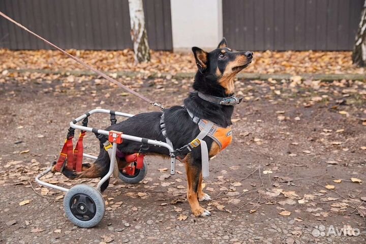 В добрые руки Каролина - собака на коляске