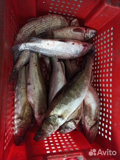 Судак свежий
