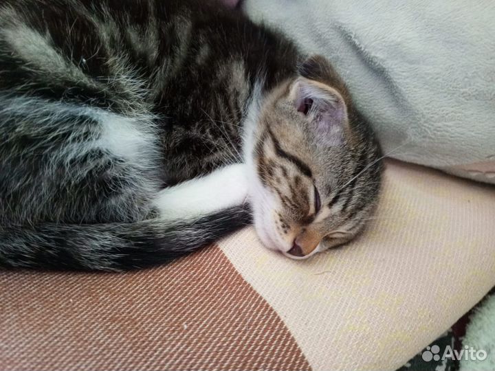 Шотландская вислоухая