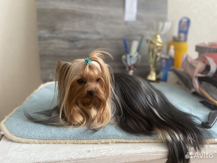 Девочка мини йорк 3 года