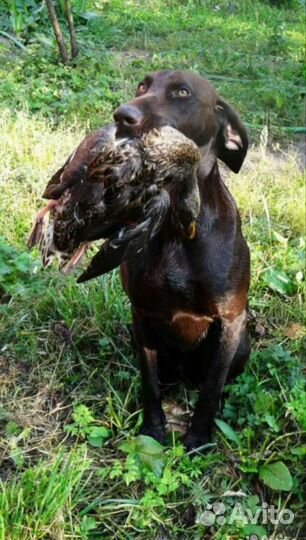 Щенки курцхаара от рабочих родителей