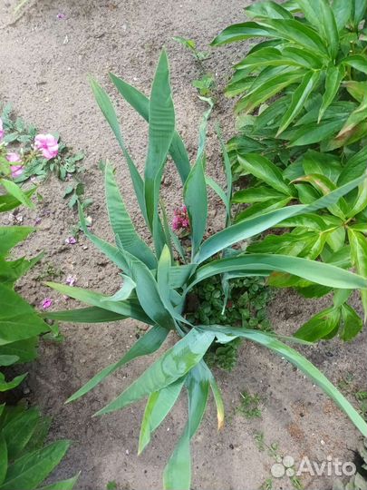 Ирис бородатый