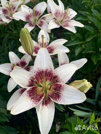 Шикарные лилии