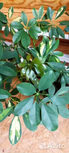 Шефлера вариегатная