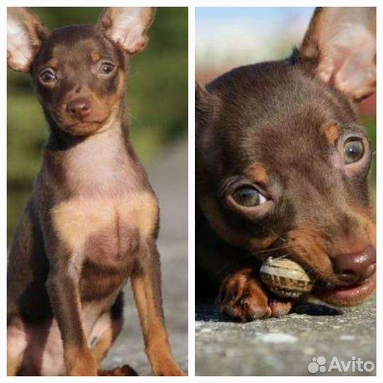 Русский той-терьер мини