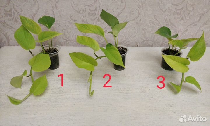 Сциндаптус неон