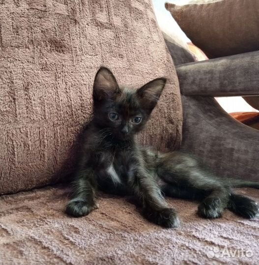 Кому самого милого ушастика